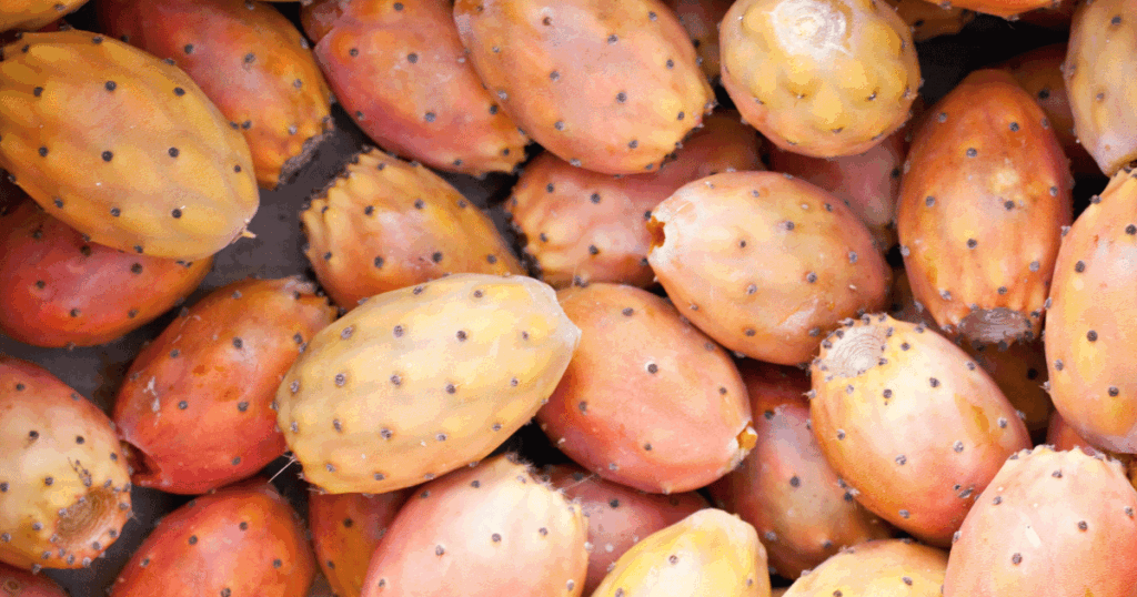 صابة طيبة للتين الشوكي