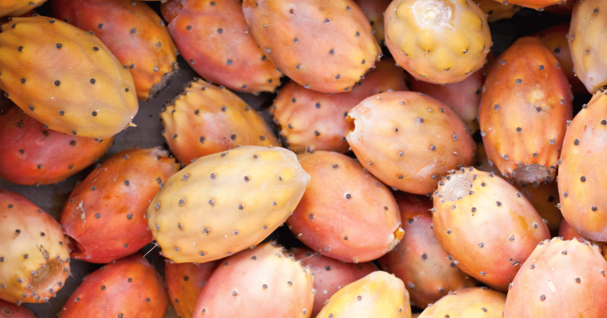 صابة طيبة للتين الشوكي