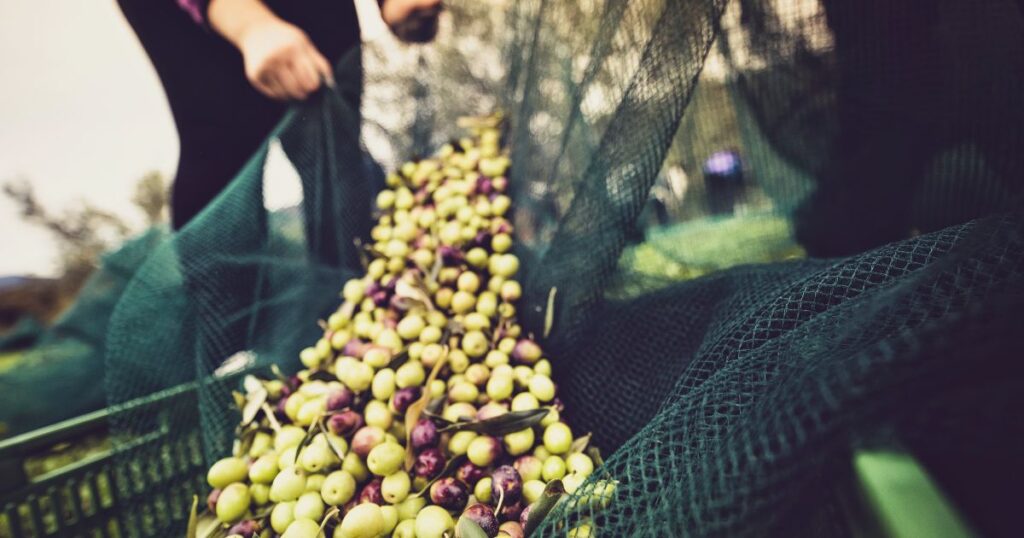 تراجع بـ10% في صابة الزيتون