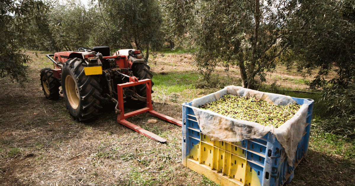 تقديرات صابة الزيتون الاولية
