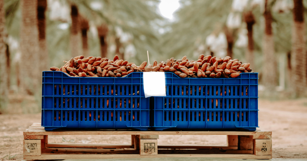 تقديرات انتاج التمور