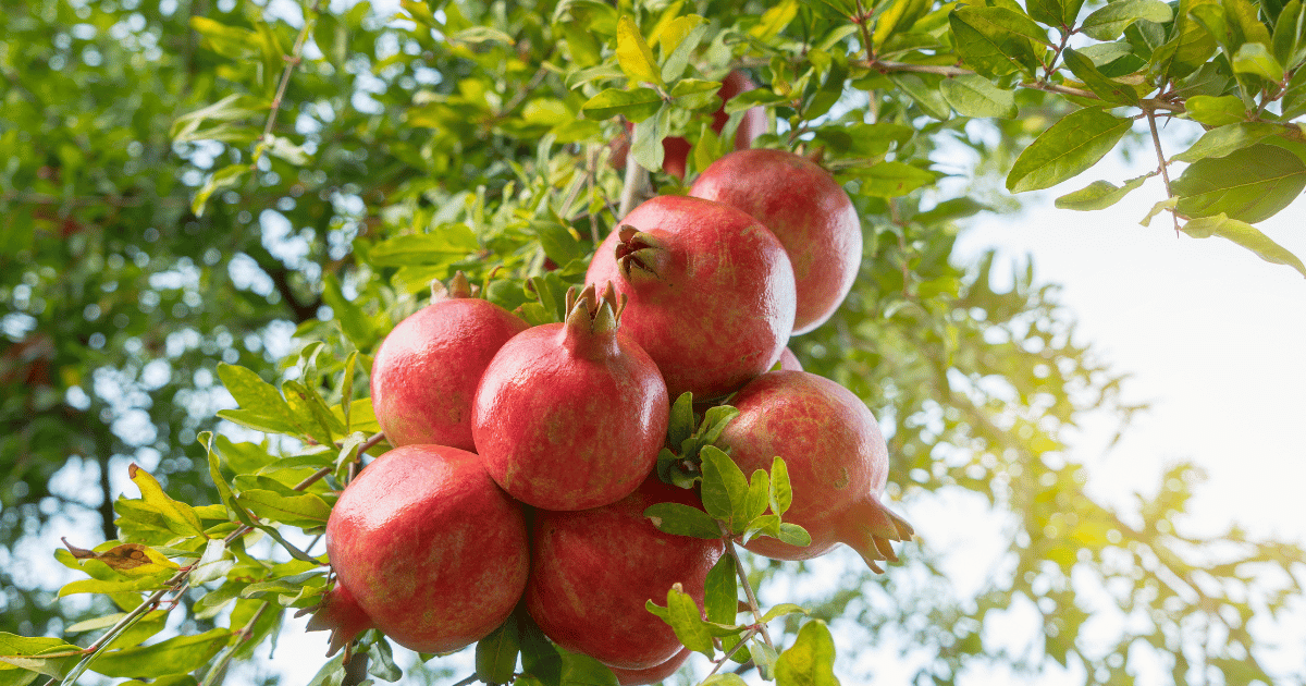 صابة الرمان للموسم الحالي