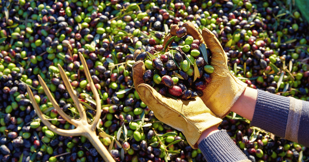 صابة إنتاج الزيتون