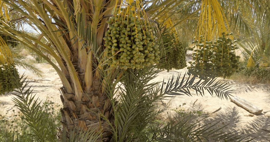 تراجع صادرات تونس من التمور