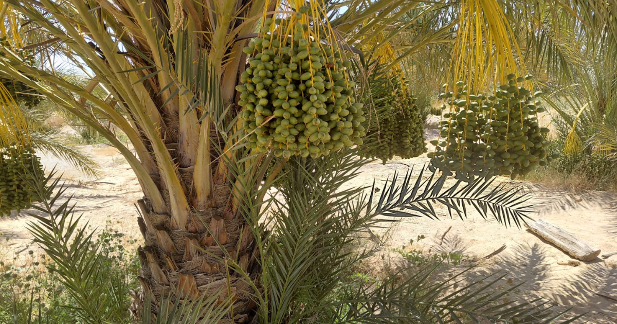 تراجع صادرات تونس من التمور