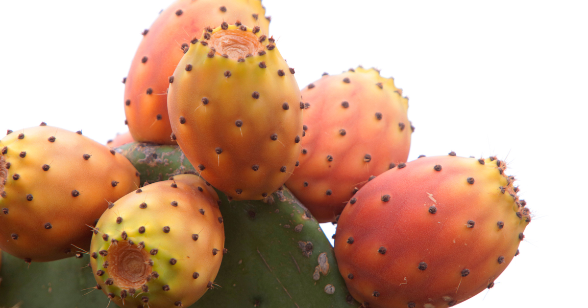 تراجع صابة الهندي الأملس