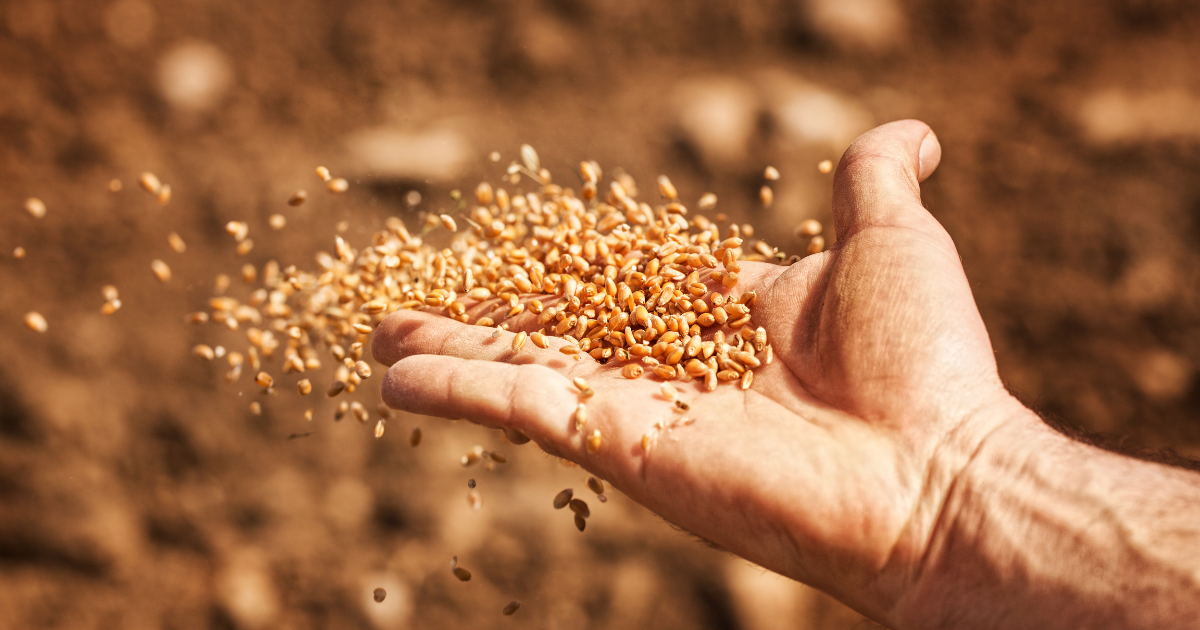 110 آلاف قنطار من البذور الممتازة