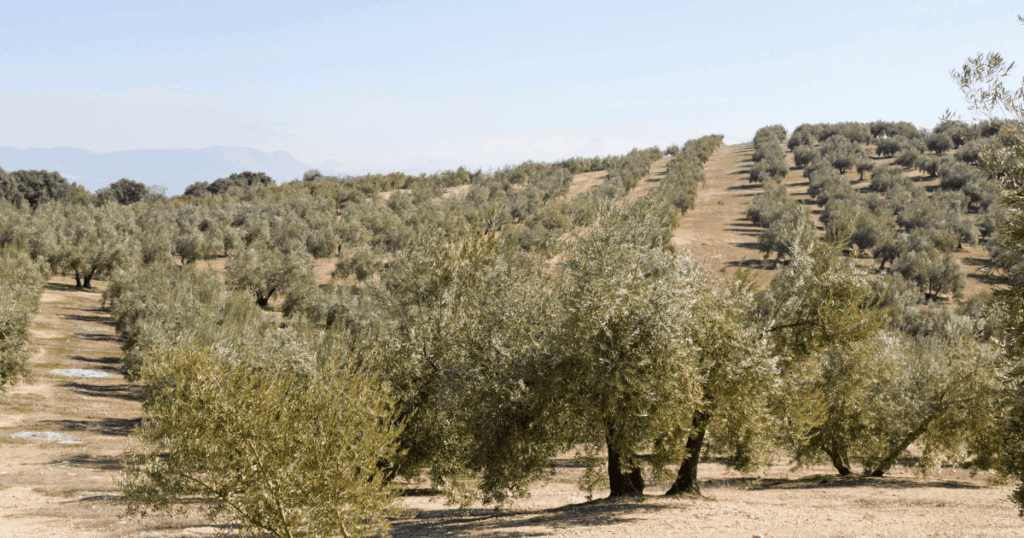 صابة الزيتون ببن عروس