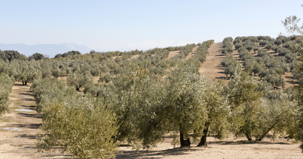 صابة الزيتون ببن عروس