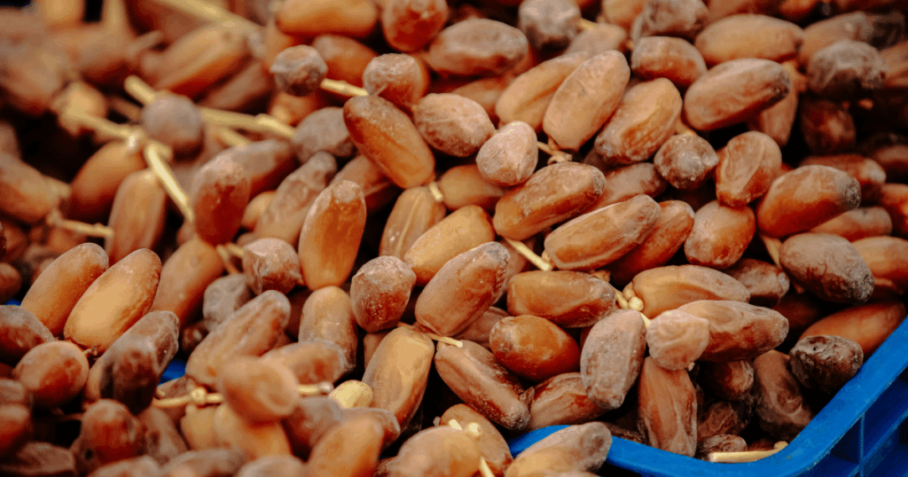 بداية موسم جني التمور