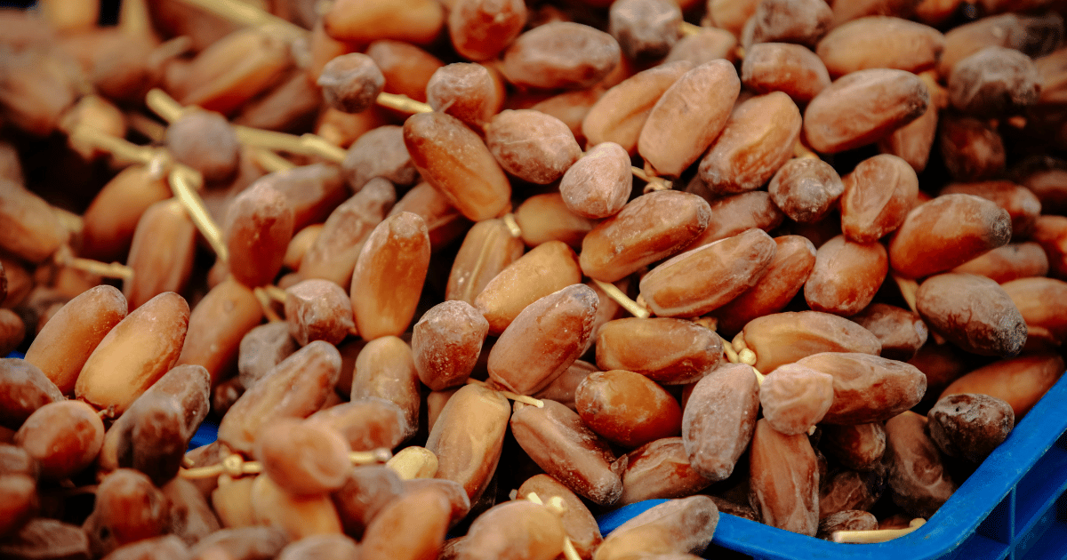 بداية موسم جني التمور