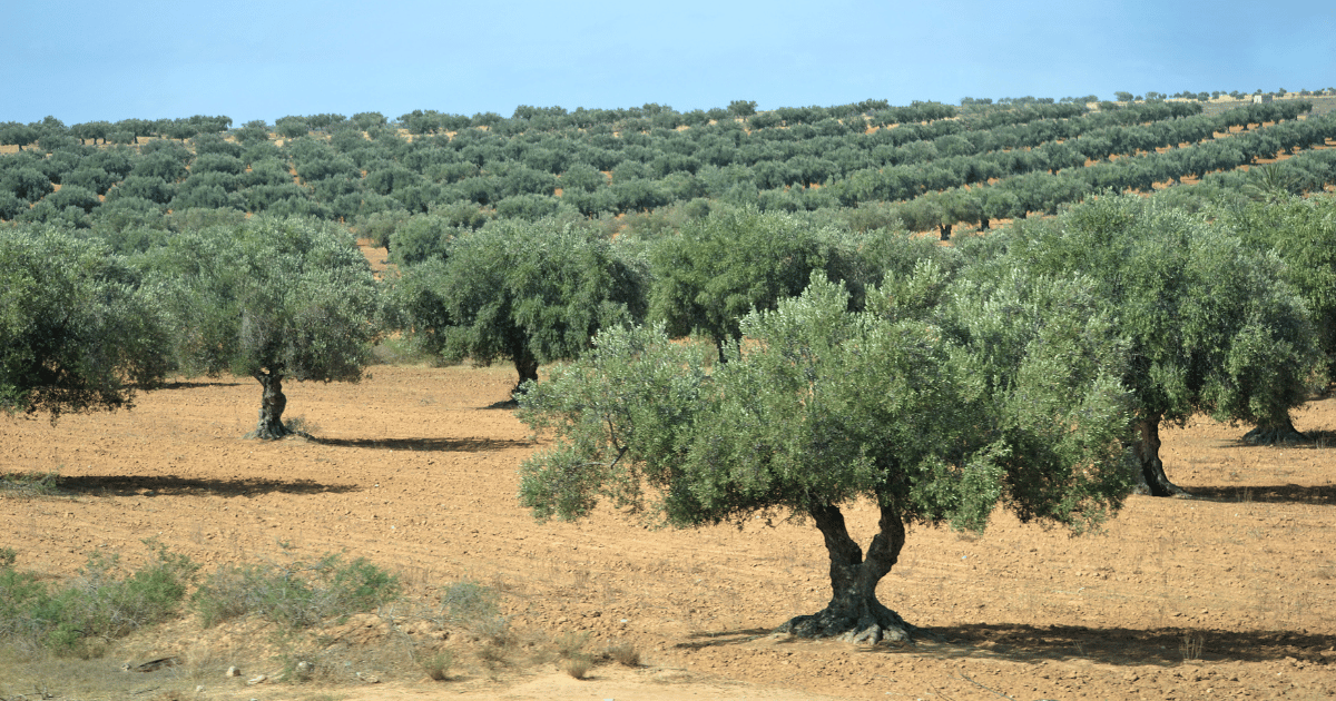 موسم الزيتون بالمنستير