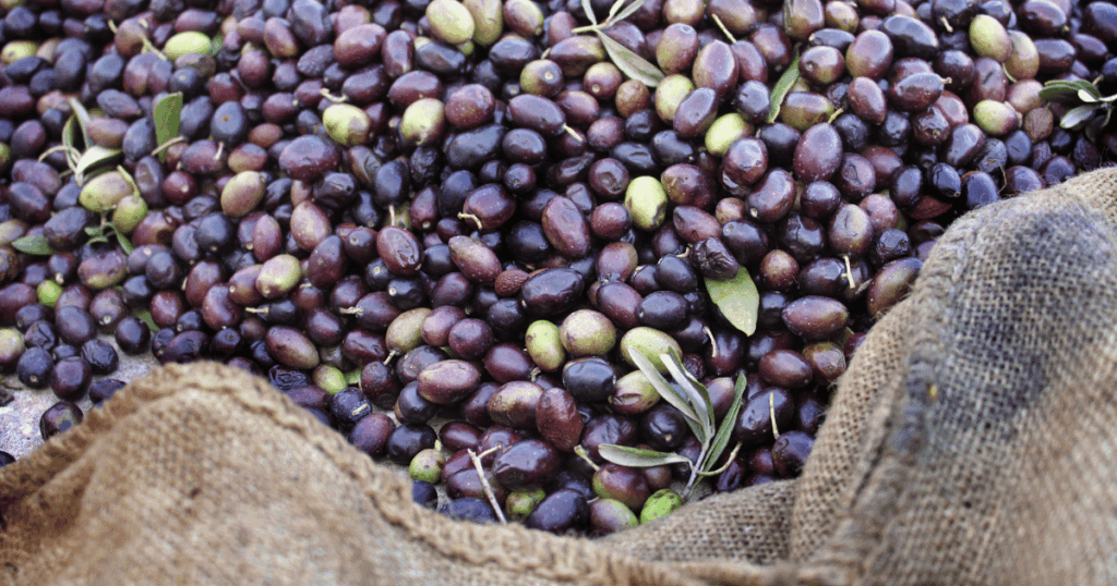 ارتفاع تقديرات صابة الزيتون