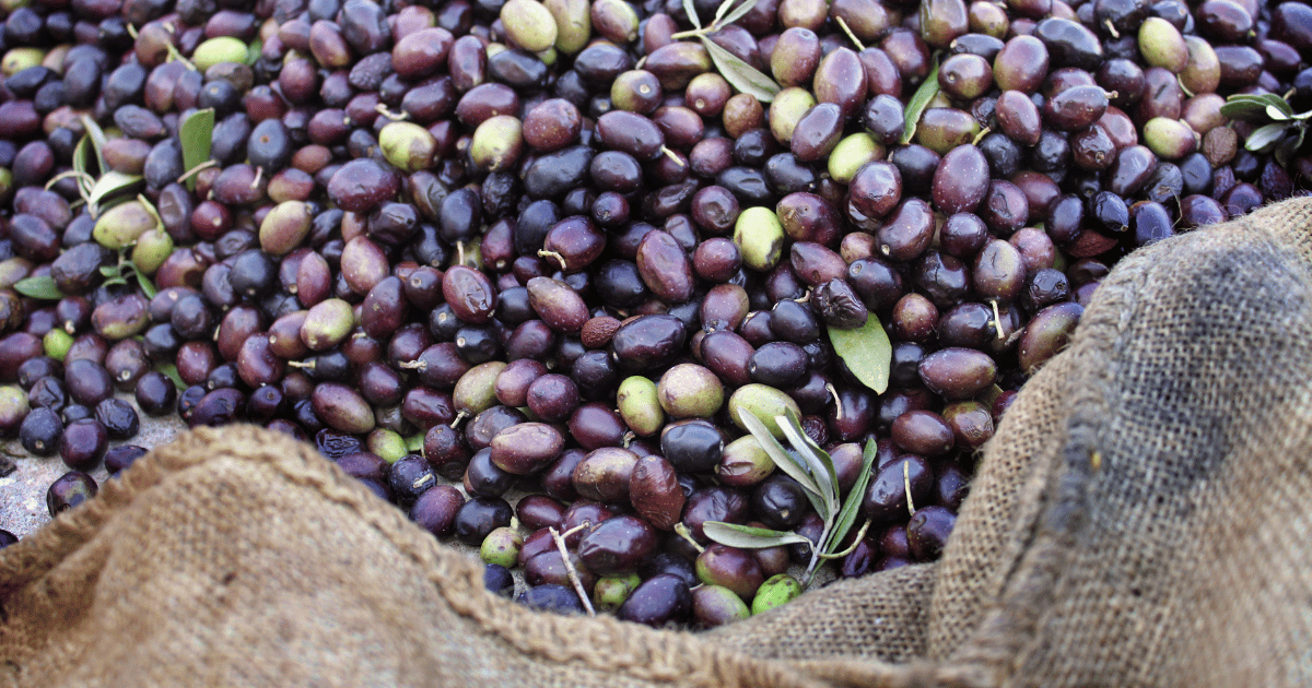 ارتفاع تقديرات صابة الزيتون