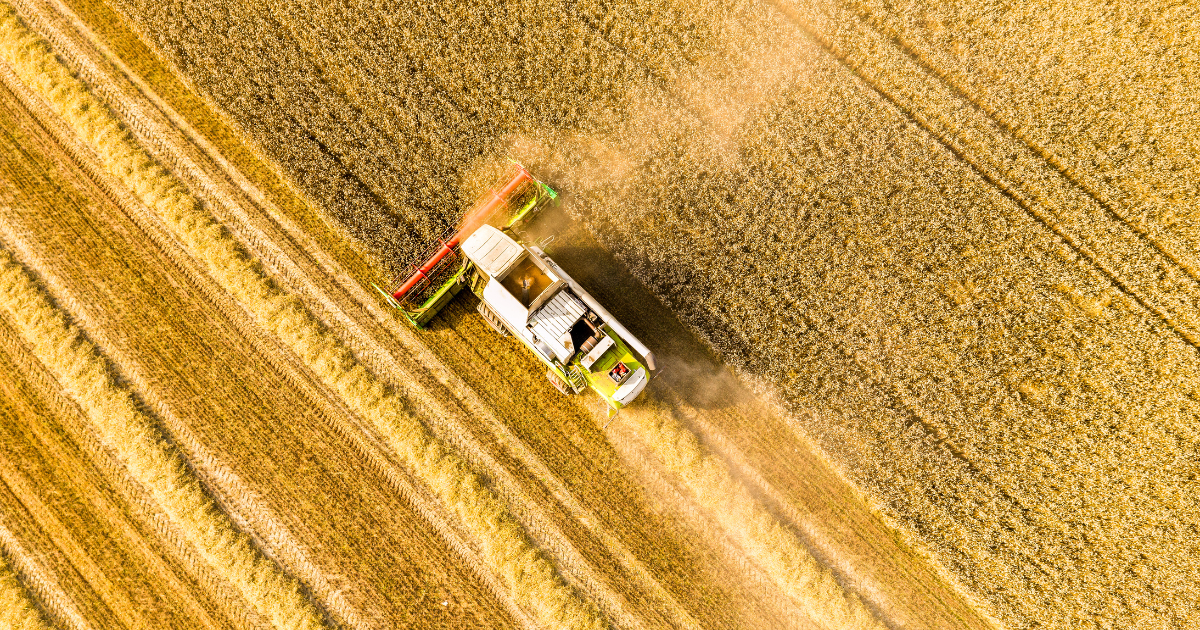 المساحة المبرمجة للزراعات الكبرى