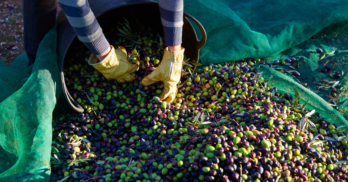 سوق زيت الزيتون العالمية