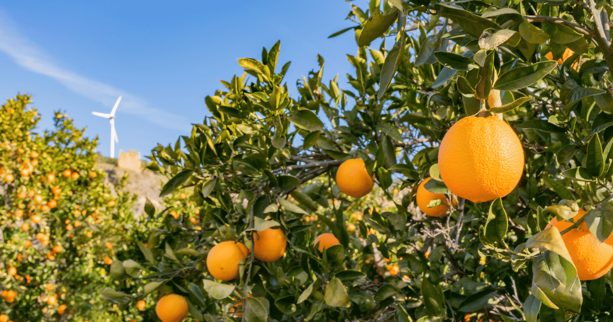 إنتاج القوارص