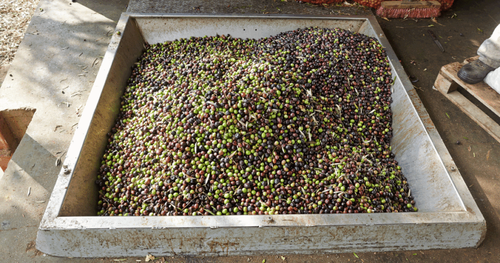 صفاقس تحل الصدارة في صابة الزيتون