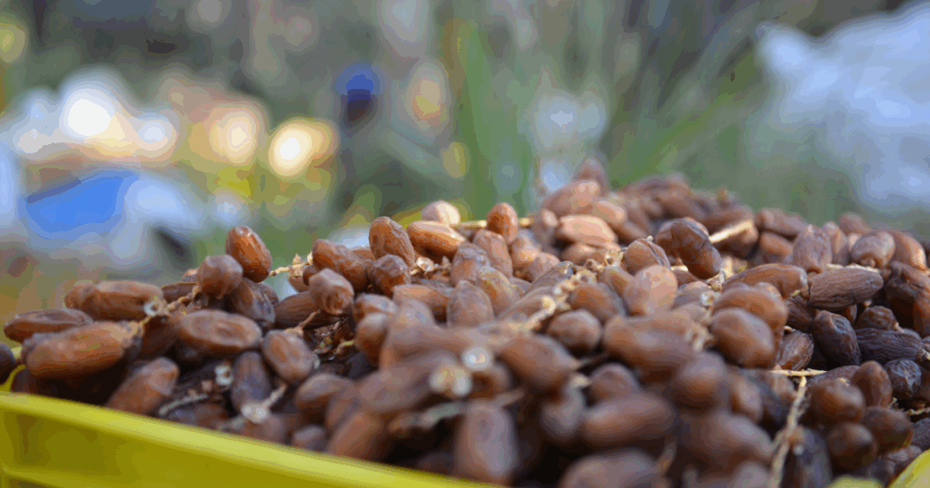 توقف عدد من الفلاحين عن جني تمورهم