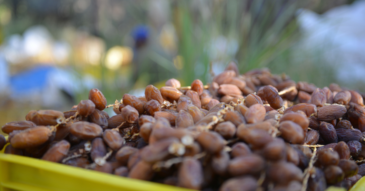 توقف عدد من الفلاحين عن جني تمورهم