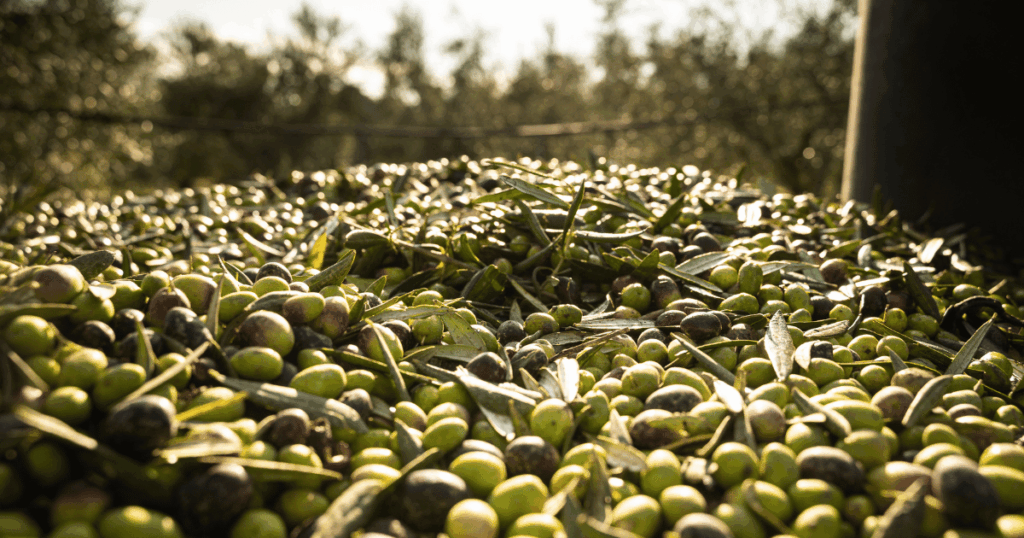 انطلاق موسم جني وتحويل الزيتون