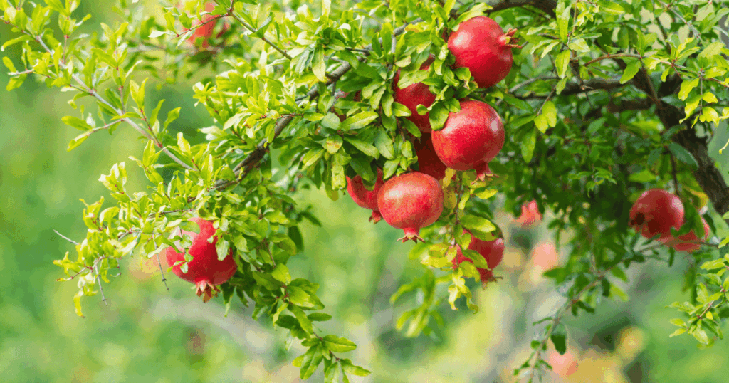 صابة الرمان للموسم الحالي