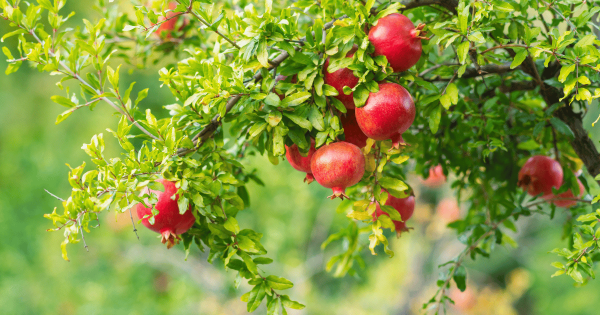 صابة الرمان للموسم الحالي