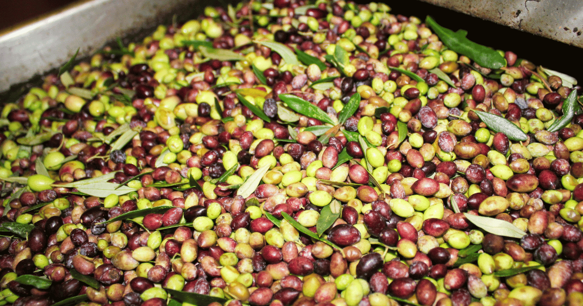 الأسعار المرجعية لزيت الزيتون