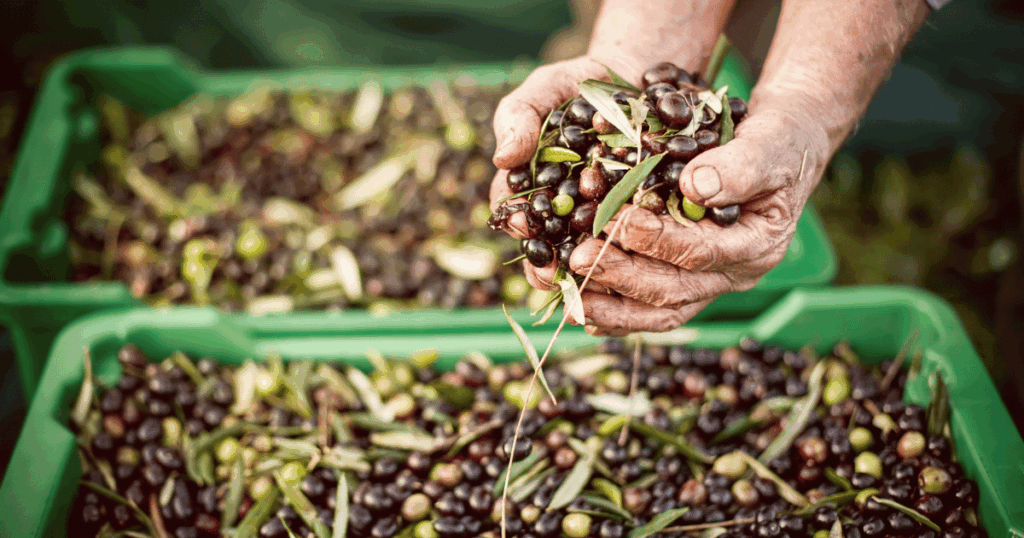 إعطاء إشارة انطلاق موسم جني الزيتون