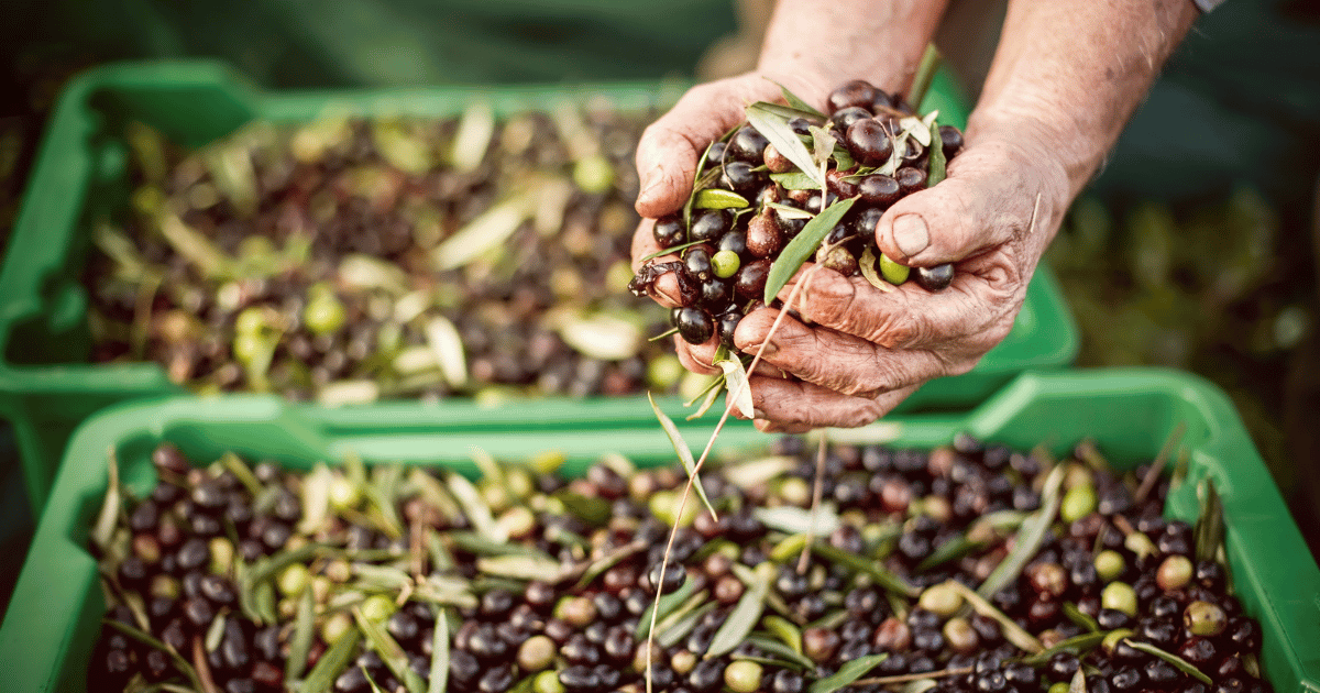 إعطاء إشارة انطلاق موسم جني الزيتون