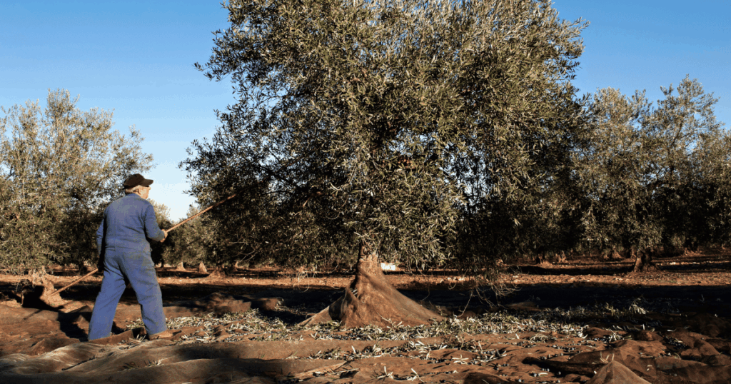  افتتاح موسم جني الزيتون