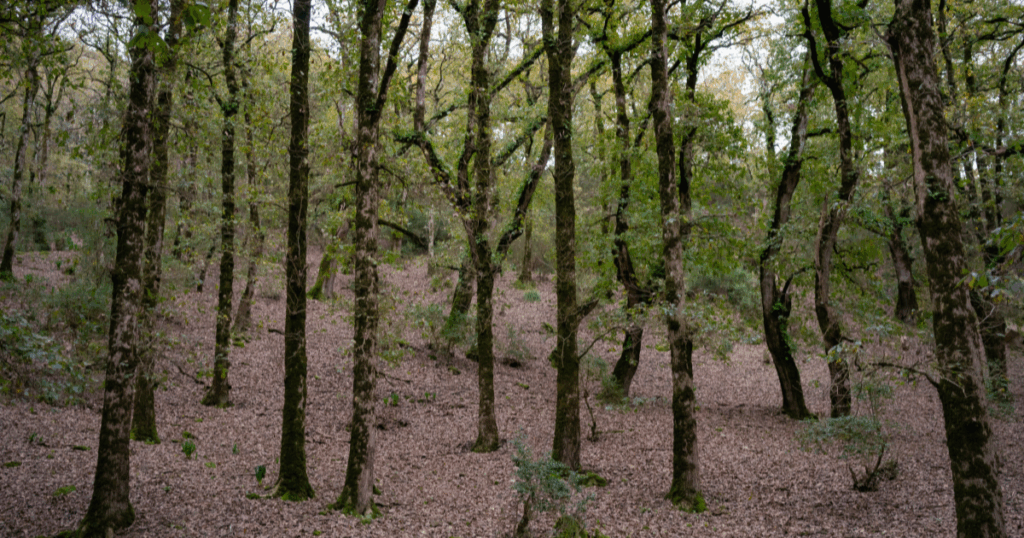 المنتوجات الفلاحية الغابية