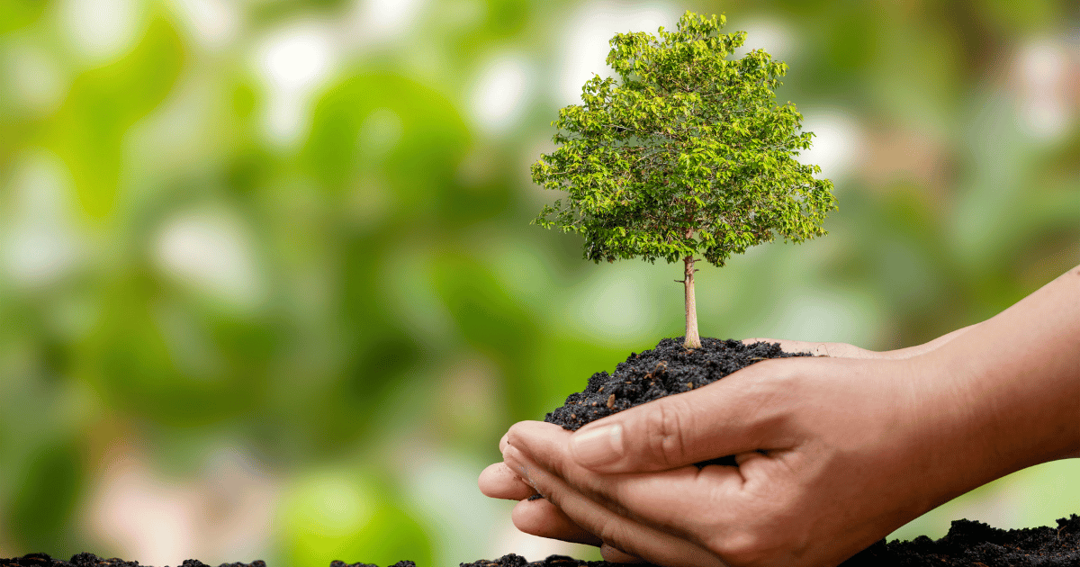 الحملة الوطنية للتشجير