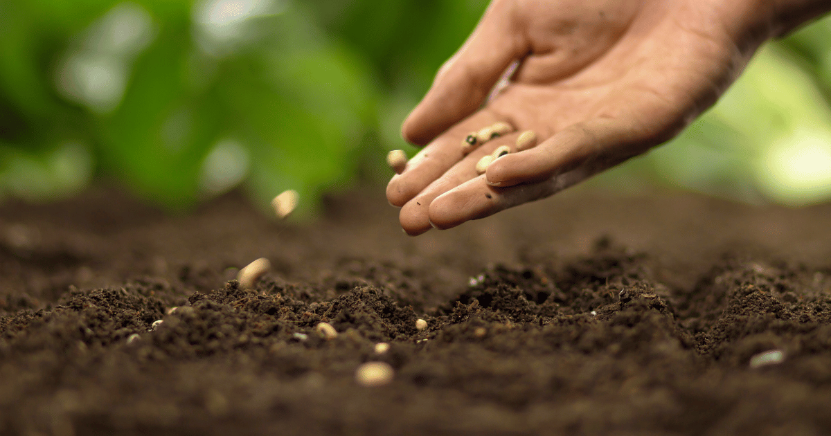 تقدم موسم البذر