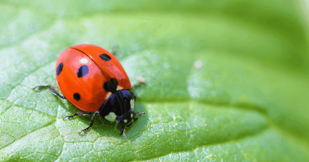 مكافحة الحشرة القرمزية