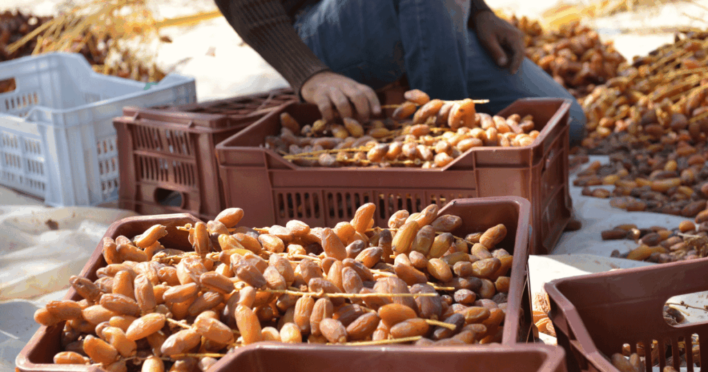 فعاليات شهر التمور