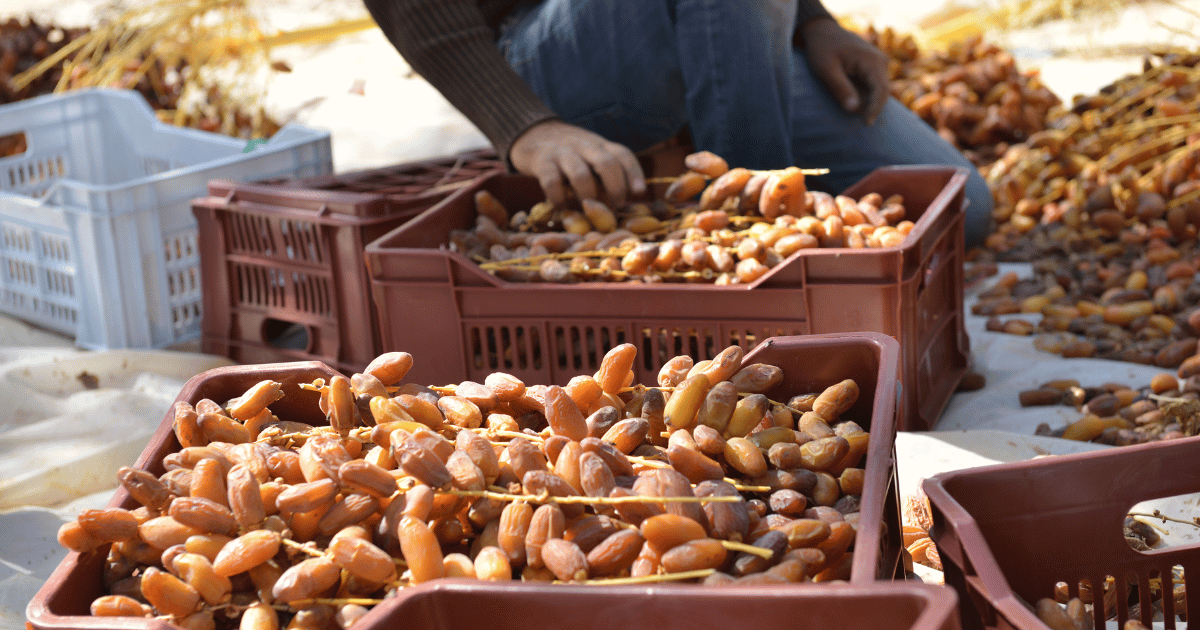 فعاليات شهر التمور