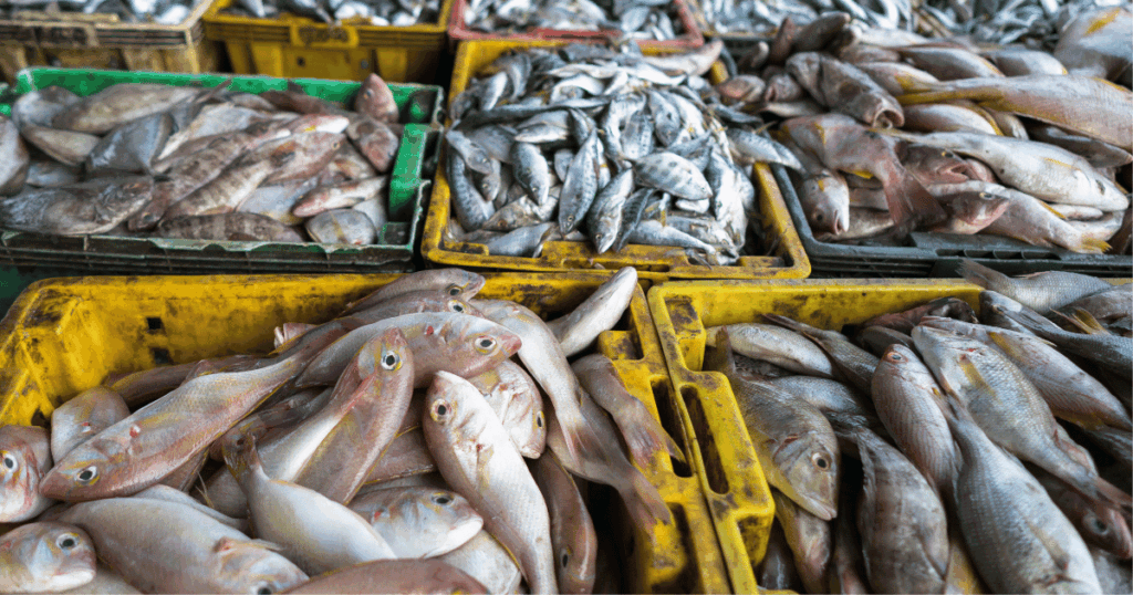 تراجع الثروة السمكية