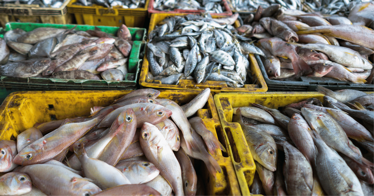 تراجع الثروة السمكية