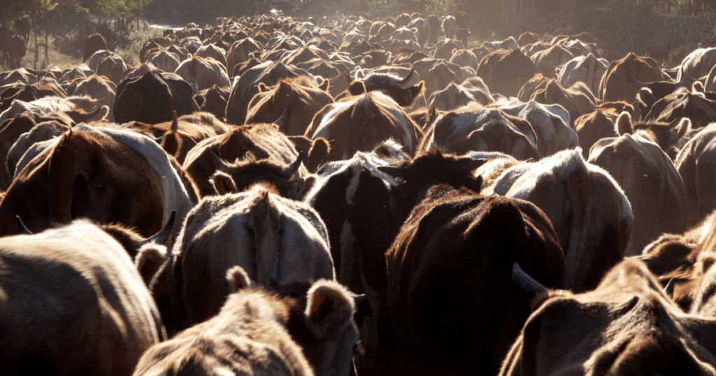 تراجع قطيع الأبقار