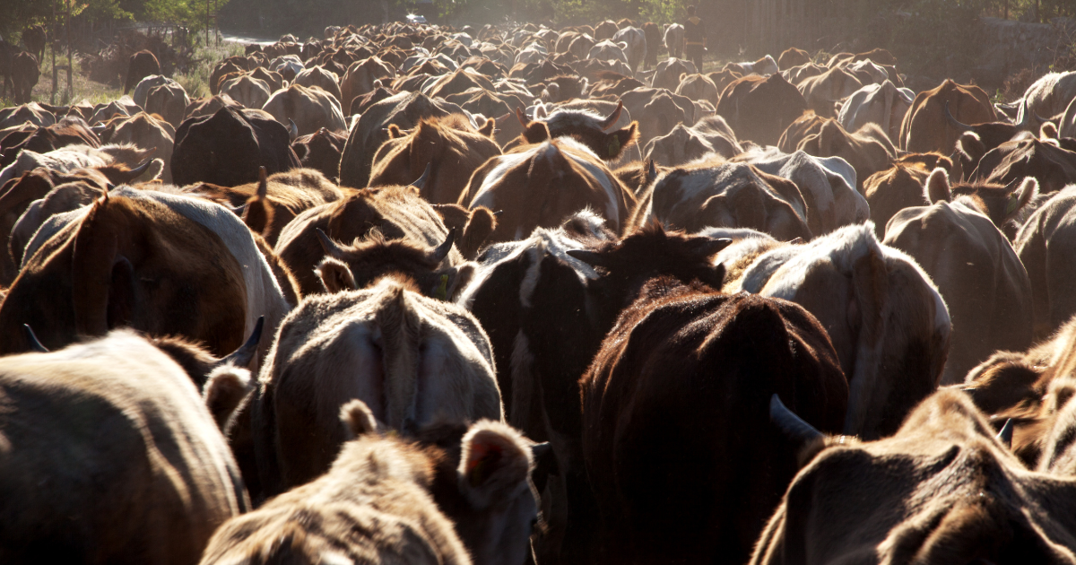 تراجع قطيع الأبقار