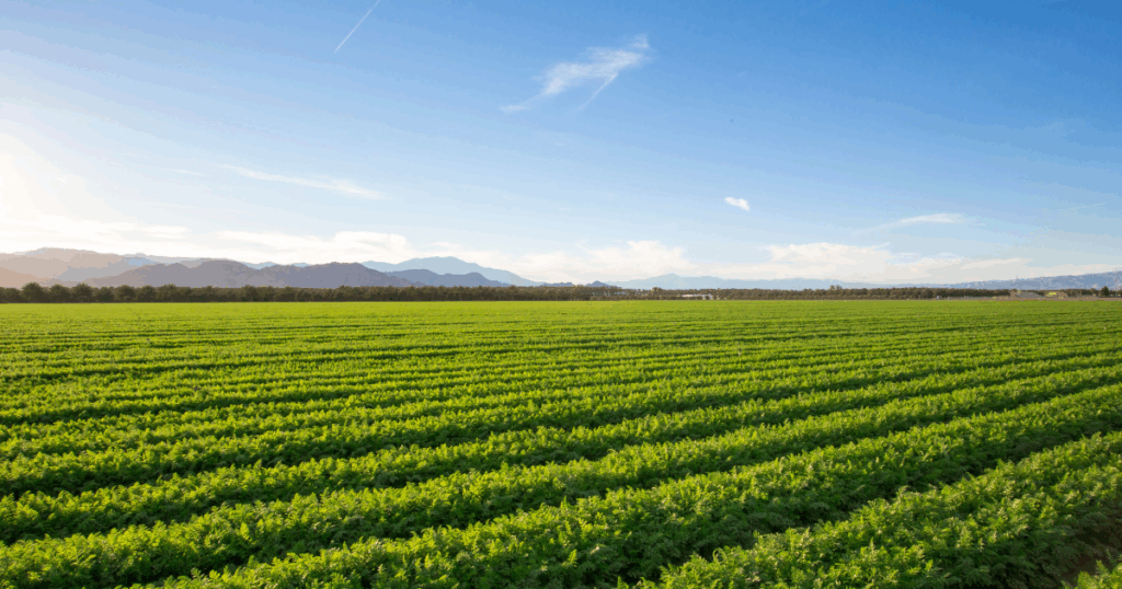 التهيئة العقارية للأراضي الفلاحية