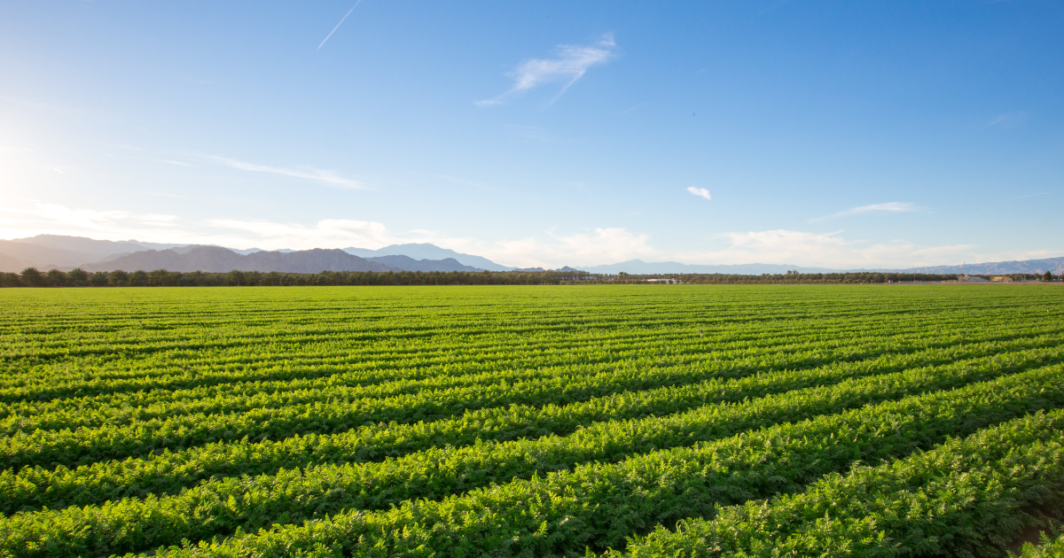 التهيئة العقارية للأراضي الفلاحية