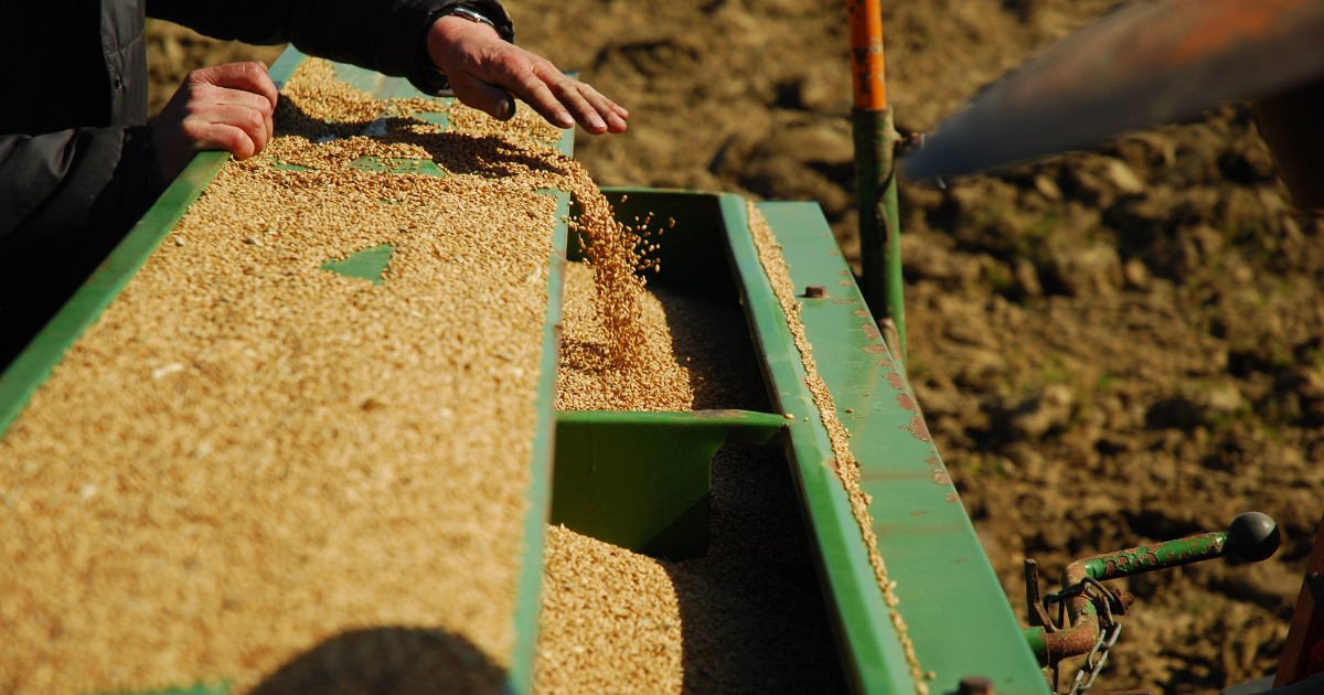 كميات جديدة من البذور الممتازة