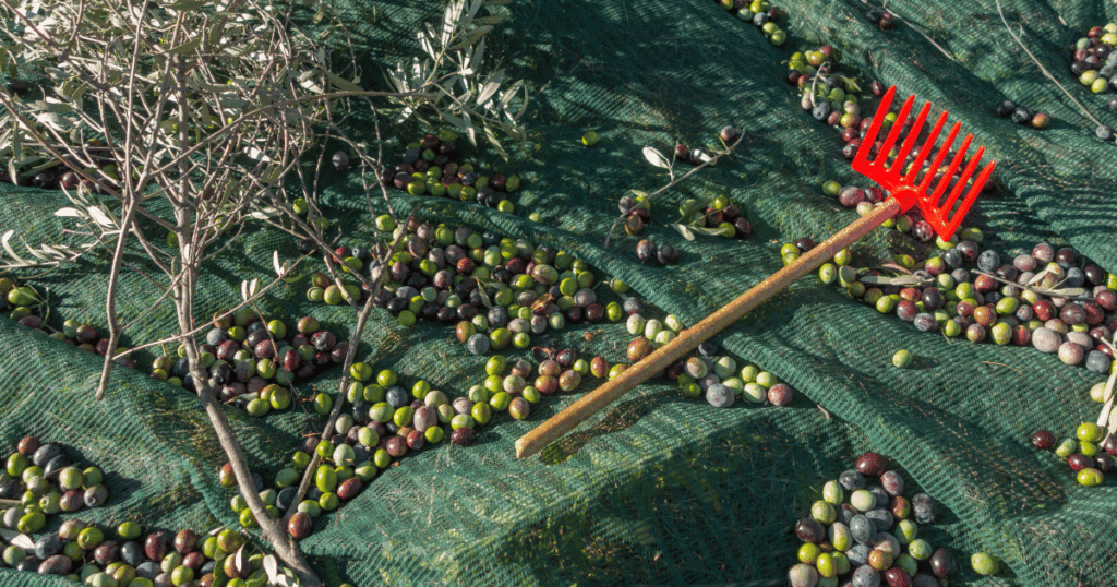 موسم جني زيتون بولاية تطاوين