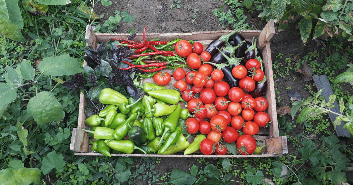 عائدات صادرات الفلاحة البيولوجية