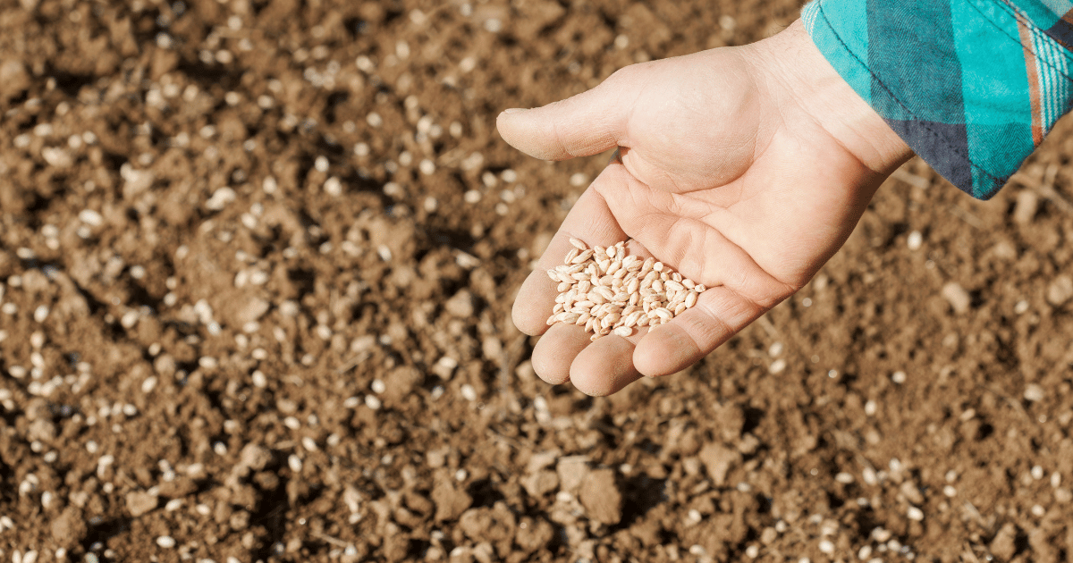 تقدم موسم البذر