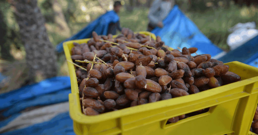 إرتفاع قيمة صادرات التمور