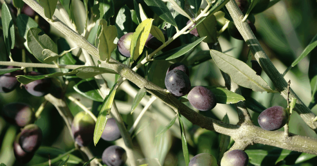 إنتاج الزيتون البيولوجي